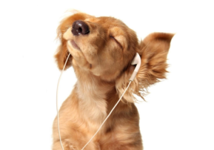 puppy-headphones